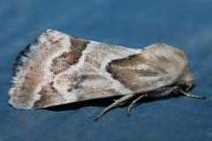 Schinia acutilinea (Travels &raquo; US Trip 1: Cheyenne Country &raquo; Animals &raquo; Butterfies and Moths &raquo; Noctuidae)