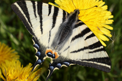 Iphiclides podalirius (Zwierzęta &raquo; Owady &raquo; Motyle i ćmy &raquo; Papilonidae)