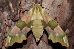 Mimas tiliae (Animals &raquo; Insects &raquo; Butterfies and Moths &raquo; Sphingidae)