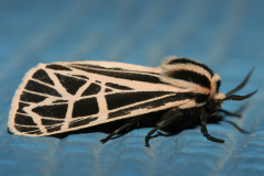 Grammia parthenice (Podróże &raquo; USA: Na ziemi Czejenów &raquo; Zwierzęta &raquo; Motyle i ćmy &raquo; Arctiidae)