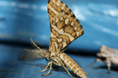 Narraga fimetaria (Travels &raquo; US Trip 1: Cheyenne Country &raquo; Animals &raquo; Butterfies and Moths &raquo; Geometridae)