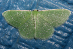Synchlora aerata (Travels &raquo; US Trip 1: Cheyenne Country &raquo; Animals &raquo; Butterfies and Moths &raquo; Geometridae)