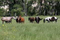 IMG_6151 (Podróże &raquo; USA: Drogi nie obrane &raquo; Zwierzęta &raquo; Konie)