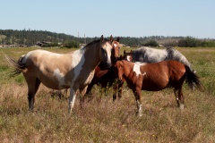 IMG_6206 (Travels &raquo; US Trip 3: The Roads Not Taken &raquo; Animals &raquo; Horses)