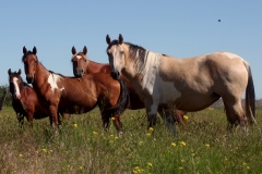 IMG_6211 (Travels &raquo; US Trip 3: The Roads Not Taken &raquo; Animals &raquo; Horses)