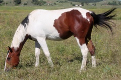 IMG_6228 (Travels &raquo; US Trip 3: The Roads Not Taken &raquo; Animals &raquo; Horses)