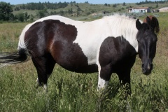 IMG_6229 (Travels &raquo; US Trip 3: The Roads Not Taken &raquo; Animals &raquo; Horses)