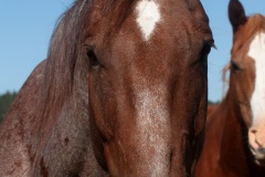 IMG_6548 (Podróże &raquo; USA: Drogi nie obrane &raquo; Zwierzęta &raquo; Konie)