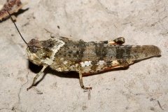 IMG_7378 (Podróże &raquo; USA: Drogi nie obrane &raquo; Zwierzęta &raquo; Owady &raquo; Prostoskrzydłe)