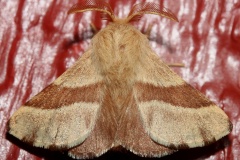 Malacosoma americanum (Travels &raquo; US Trip 3: The Roads Not Taken &raquo; Animals &raquo; Insects &raquo; Butterfies and Moths &raquo; Lasiocampidae)