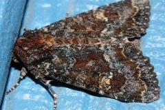 Apamea amputatrix (Travels &raquo; US Trip 3: The Roads Not Taken &raquo; Animals &raquo; Insects &raquo; Butterfies and Moths &raquo; Noctuidae)