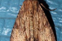 Apamea antennata (Travels &raquo; US Trip 3: The Roads Not Taken &raquo; Animals &raquo; Insects &raquo; Butterfies and Moths &raquo; Noctuidae)