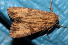 Apamea antennata (Travels &raquo; US Trip 3: The Roads Not Taken &raquo; Animals &raquo; Insects &raquo; Butterfies and Moths &raquo; Noctuidae)