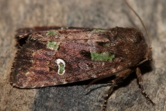 IMG_7027 (Travels &raquo; US Trip 3: The Roads Not Taken &raquo; Animals &raquo; Insects &raquo; Butterfies and Moths &raquo; Noctuidae)