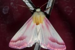 Schinia gaurae (Travels &raquo; US Trip 3: The Roads Not Taken &raquo; Animals &raquo; Insects &raquo; Butterfies and Moths &raquo; Noctuidae)