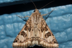 Schinia nuchalis (Travels &raquo; US Trip 3: The Roads Not Taken &raquo; Animals &raquo; Insects &raquo; Butterfies and Moths &raquo; Noctuidae)