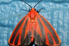 Hypoprepia miniata (Podróże &raquo; USA: Drogi nie obrane &raquo; Zwierzęta &raquo; Owady &raquo; Motyle i ćmy &raquo; Arctiidae)