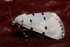 IMG_7425 (Podróże &raquo; USA: Drogi nie obrane &raquo; Zwierzęta &raquo; Owady &raquo; Motyle i ćmy &raquo; Arctiidae)