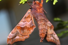 Paonias myops (Travels &raquo; US Trip 3: The Roads Not Taken &raquo; Animals &raquo; Insects &raquo; Butterfies and Moths &raquo; Sphingidae)