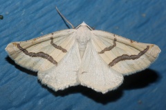 Eriplatymetra coloradaria (Podróże &raquo; USA: Drogi nie obrane &raquo; Zwierzęta &raquo; Owady &raquo; Motyle i ćmy &raquo; Geometridae)