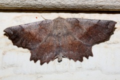 Euchlaena effecta (Podróże &raquo; USA: Drogi nie obrane &raquo; Zwierzęta &raquo; Owady &raquo; Motyle i ćmy &raquo; Geometridae)