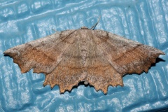 Euchlaena effecta (Podróże &raquo; USA: Drogi nie obrane &raquo; Zwierzęta &raquo; Owady &raquo; Motyle i ćmy &raquo; Geometridae)