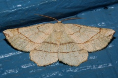 Euchlaena mollisaria (Travels &raquo; US Trip 3: The Roads Not Taken &raquo; Animals &raquo; Insects &raquo; Butterfies and Moths &raquo; Geometridae)