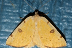 Hesperumia sulphuraria (Podróże &raquo; USA: Drogi nie obrane &raquo; Zwierzęta &raquo; Owady &raquo; Motyle i ćmy &raquo; Geometridae)