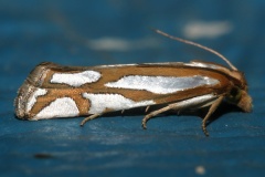 IMG_7004 (Travels &raquo; US Trip 3: The Roads Not Taken &raquo; Animals &raquo; Insects &raquo; Butterfies and Moths &raquo; Crambidae)