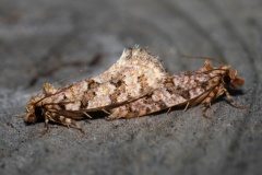 IMG_7256 (Travels &raquo; US Trip 3: The Roads Not Taken &raquo; Animals &raquo; Insects &raquo; Butterfies and Moths &raquo; Crambidae)