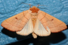 Datana perspicua (Travels &raquo; US Trip 3: The Roads Not Taken &raquo; Animals &raquo; Insects &raquo; Butterfies and Moths &raquo; Notodonidae)