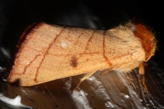 Datana perspicua (Travels &raquo; US Trip 3: The Roads Not Taken &raquo; Animals &raquo; Insects &raquo; Butterfies and Moths &raquo; Notodonidae)