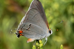 Strymon melinus (Travels &raquo; US Trip 3: The Roads Not Taken &raquo; Animals &raquo; Insects &raquo; Butterfies and Moths &raquo; Lycaenidae)