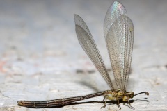 IMG_6338 (Podróże &raquo; USA: Drogi nie obrane &raquo; Zwierzęta &raquo; Owady &raquo; Mrówkolwy)