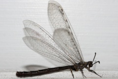 IMG_7434 (Podróże &raquo; USA: Drogi nie obrane &raquo; Zwierzęta &raquo; Owady &raquo; Mrówkolwy)