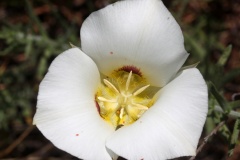 Calochortus sp. (Podróże &raquo; USA: Drogi nie obrane &raquo; Rośliny)