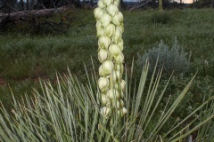 Yucca glauca (Podróże &raquo; USA: Drogi nie obrane &raquo; Rośliny)