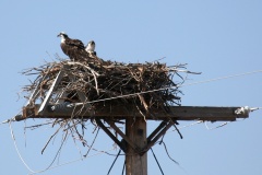 Rybołowy (Podróże &raquo; USA: Epopeja Czejeńska &raquo; Zwierzęta)