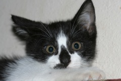 IMG_4742 (Podróże &raquo; USA: Epopeja Czejeńska &raquo; Zwierzęta &raquo; Kot bezimienny)