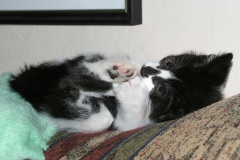 IMG_4746 (Podróże &raquo; USA: Epopeja Czejeńska &raquo; Zwierzęta &raquo; Kot bezimienny)