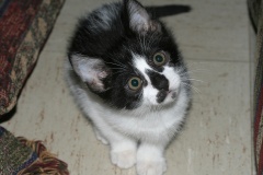 IMG_4752 (Travels &raquo; US Trip 2: Cheyenne Epic &raquo; Animals &raquo; Cat with No Name)