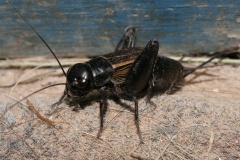 Świerszcz (Podróże &raquo; USA: Epopeja Czejeńska &raquo; Zwierzęta &raquo; Owady)