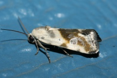 Tarachidia candefacta (Travels &raquo; US Trip 2: Cheyenne Epic &raquo; Animals &raquo; Insects &raquo; Butterfies and Moths &raquo; Noctuidae)