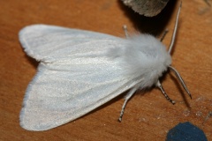 Spilosoma sp. (Podróże &raquo; USA: Epopeja Czejeńska &raquo; Zwierzęta &raquo; Owady &raquo; Motyle i ćmy &raquo; Arctiidae)