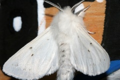 Spilosoma sp. (Podróże &raquo; USA: Epopeja Czejeńska &raquo; Zwierzęta &raquo; Owady &raquo; Motyle i ćmy &raquo; Arctiidae)