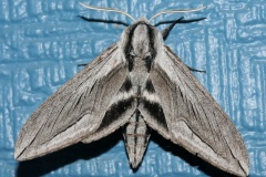 Sphinx vashti (Podróże &raquo; USA: Epopeja Czejeńska &raquo; Zwierzęta &raquo; Owady &raquo; Motyle i ćmy &raquo; Sphingidae)
