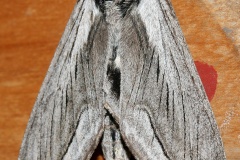 Sphinx vashti (Podróże &raquo; USA: Epopeja Czejeńska &raquo; Zwierzęta &raquo; Owady &raquo; Motyle i ćmy &raquo; Sphingidae)