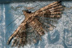 IMG_4171 (Podróże &raquo; USA: Epopeja Czejeńska &raquo; Zwierzęta &raquo; Owady &raquo; Motyle i ćmy &raquo; Alucitidae)