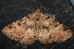 Metalectra discalis (Podróże &raquo; USA: Epopeja Czejeńska &raquo; Zwierzęta &raquo; Owady &raquo; Motyle i ćmy &raquo; Erebidae)