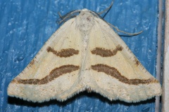 Eriplatymetra coloradaria (Podróże &raquo; USA: Epopeja Czejeńska &raquo; Zwierzęta &raquo; Owady &raquo; Motyle i ćmy &raquo; Geometridae)